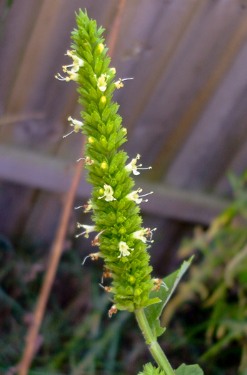 image of Agastache nepetoides, Yellow Giant-hyssop