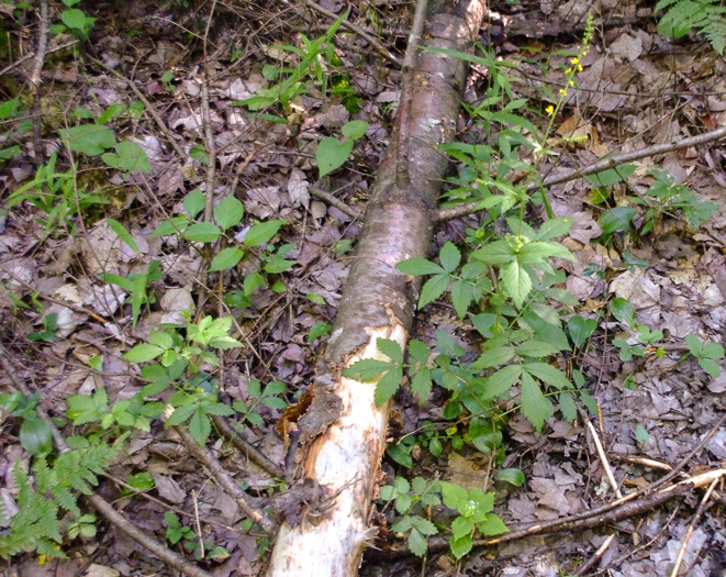 image of Agrimonia gryposepala, Common Agrimony, Swamp Agrimony