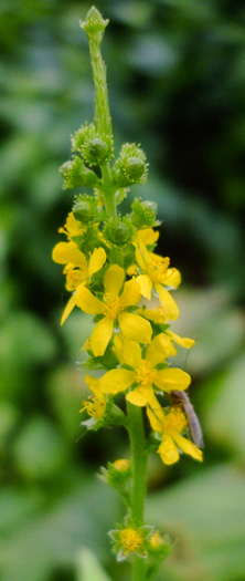 image of Agrimonia striata, Roadside Agrimony