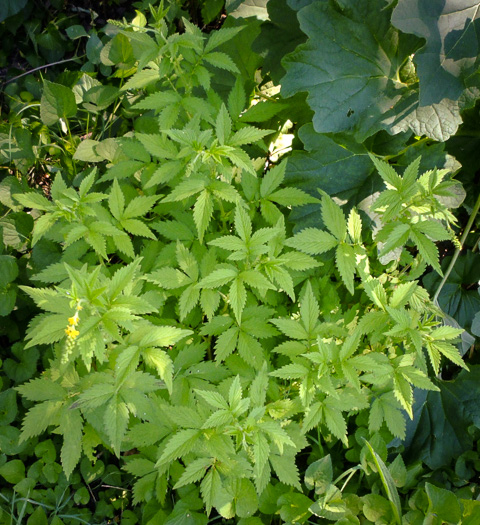 image of Agrimonia striata, Roadside Agrimony