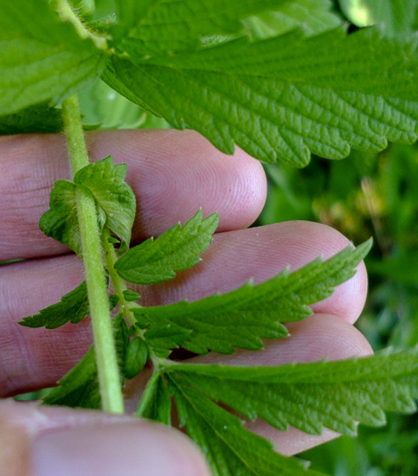 image of Agrimonia striata, Roadside Agrimony