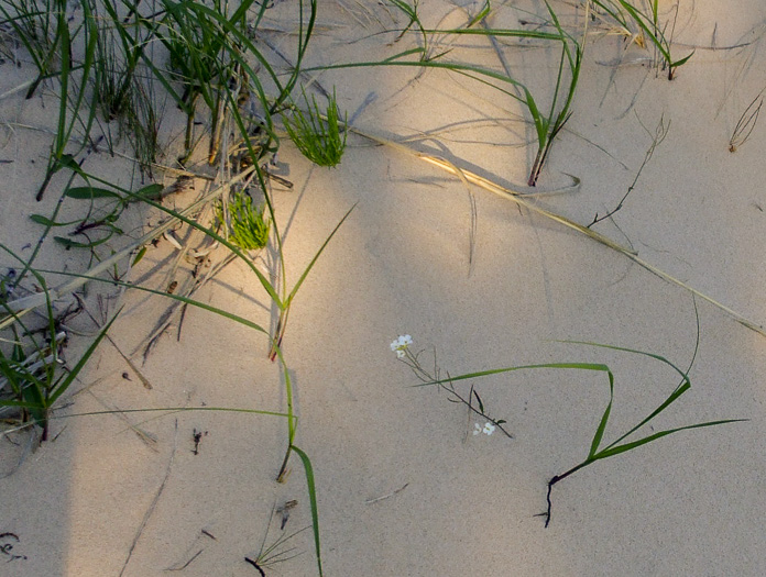 image of Arabidopsis lyrata ssp. lyrata, Lyreleaf Rockcress, Dwarf Rockcress, Sandcress