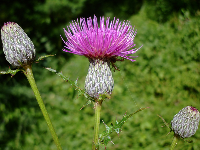 image of Cirsium muticum, Swamp Thistle