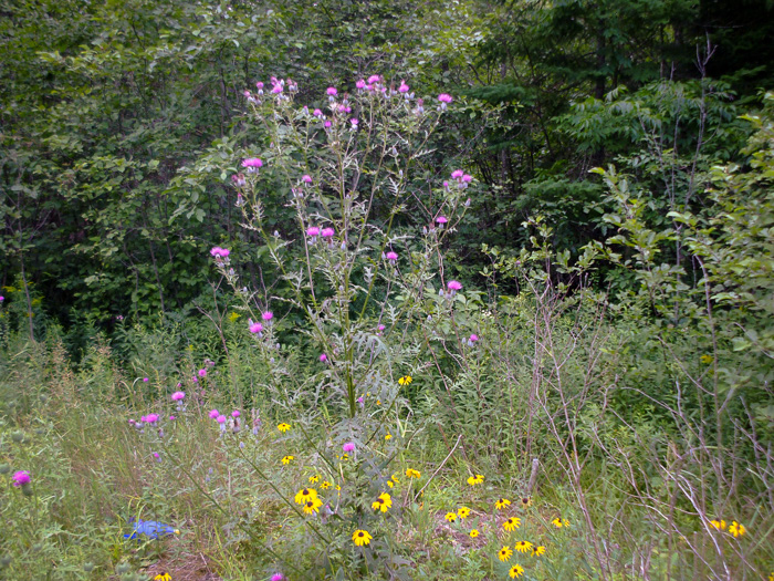 image of Cirsium muticum, Swamp Thistle