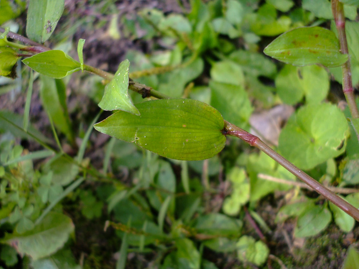 image of Commelina diffusa, Spreading Dayflower, Creeping Dayflower