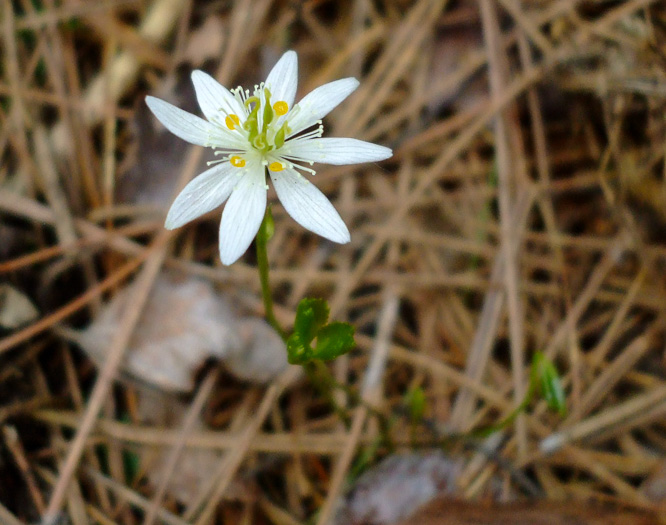 image of Coptis trifolia, Goldthread, Goldenroot, Threeleaf Goldthread