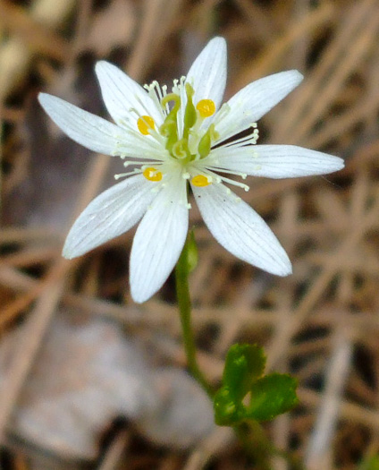 image of Coptis trifolia, Goldthread, Goldenroot, Threeleaf Goldthread