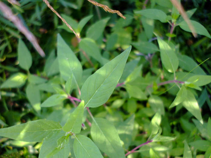 image of Cuphea viscosissima, Clammy Cuphea, Blue Waxweed