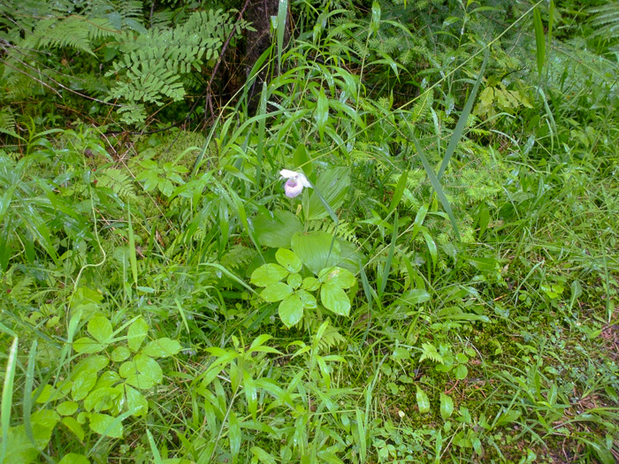 image of Cypripedium reginae, Showy Lady's Slipper, Queen Lady's Slipper