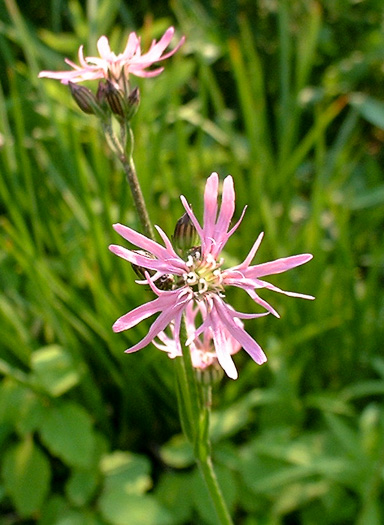 image of Silene flos-cuculi ssp. flos-cuculi, Ragged Robin