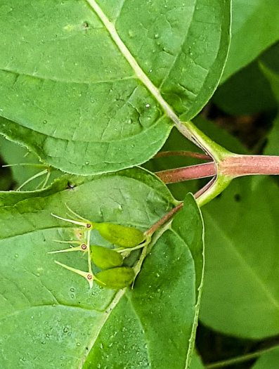 image of Diervilla lonicera, Northern Bush-honeysuckle