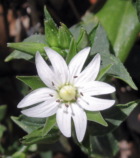 image of Stellaria corei, Tennessee Starwort