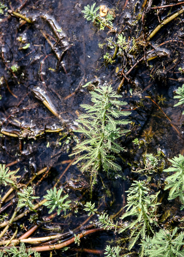 image of Myriophyllum aquaticum, Parrot-feather