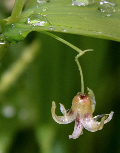 Streptopus amplexifolius var. amplexifolius, Clasping Twisted-stalk, White Mandarin, Pagoda-bells