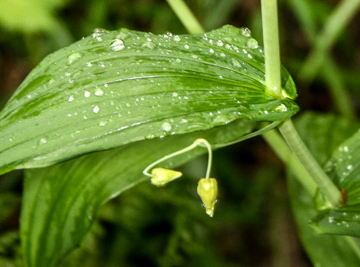 image of Streptopus amplexifolius var. amplexifolius, Clasping Twisted-stalk, White Mandarin, Pagoda-bells