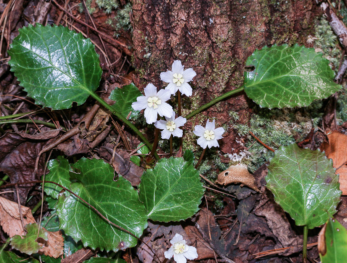 image of Shortia brevistyla, Northern Shortia, Northern Oconee Bells