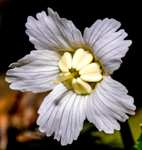 image of Shortia brevistyla, Northern Shortia, Northern Oconee Bells