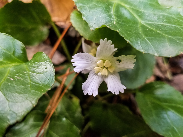 image of Shortia brevistyla, Northern Shortia, Northern Oconee Bells