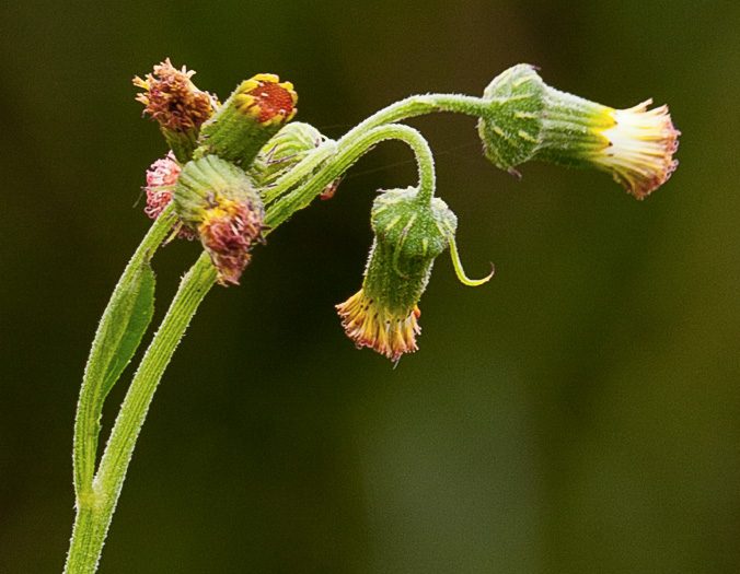 image of Crassocephalum crepidioides, Redflower Ragleaf, Thickhead