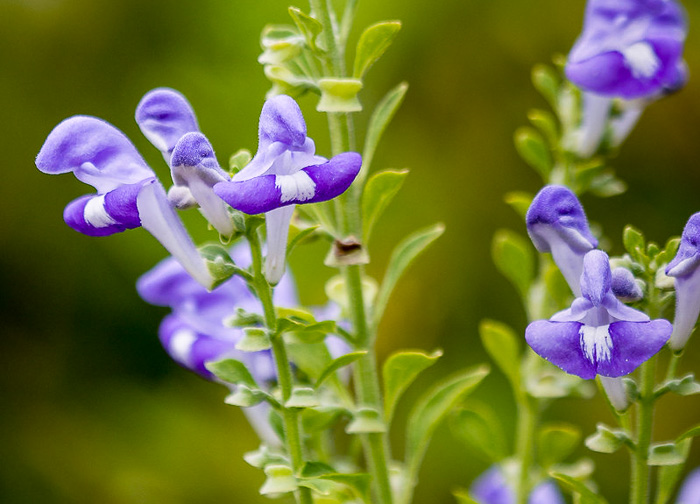 image of Scutellaria mellichampii, Mellichamp's Skullcap