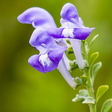 image of Scutellaria mellichampii, Mellichamp's Skullcap