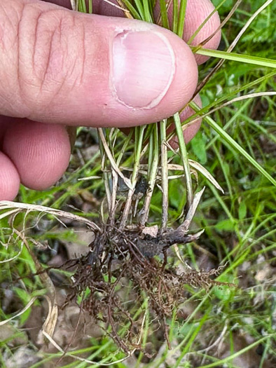 image of Carex socialis, Low Woodland Sedge