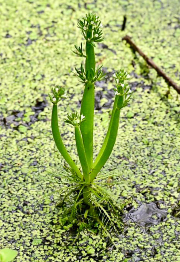 image of Hottonia inflata, Featherfoil, Water-violet