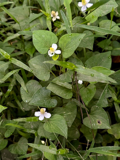 image of Houttuynia cordata, Fishmint, Chameleon-plant, Fishleaf