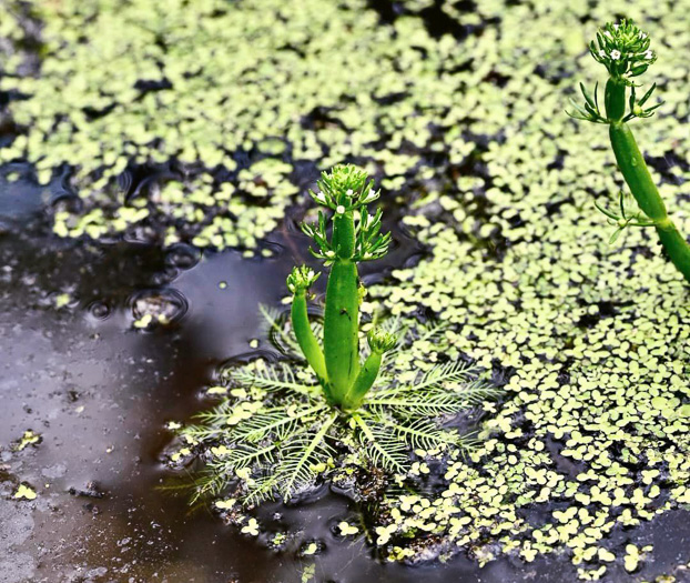 image of Hottonia inflata, Featherfoil, Water-violet