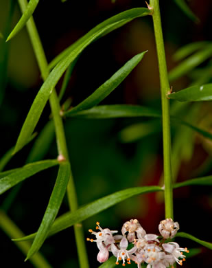 image of Asparagus aethiopicus, Sprenger’s Asparagus-fern, Emerald-fern