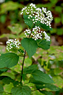 image of Ageratina altissima, Common White Snakeroot, Common Milk-poison