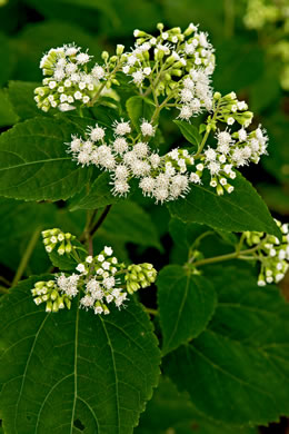 image of Ageratina altissima, Common White Snakeroot, Common Milk-poison