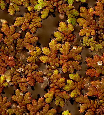 image of Azolla caroliniana, Carolina Mosquito-fern, Eastern Mosquito-fern, Water Fern