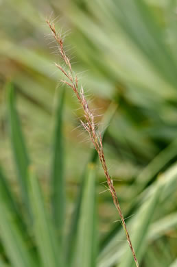 image of Aristida condensata, Big Three-awn