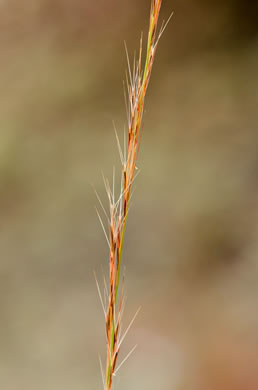 panicle