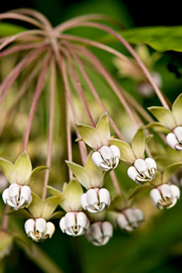 image of Asclepias exaltata, Poke Milkweed, Tall Milkweed