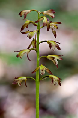 image of Aplectrum hyemale, Puttyroot, Adam-and-Eve