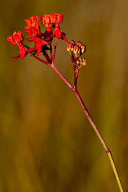 image of Asclepias lanceolata, Fewflower Milkweed, Red Milkweed