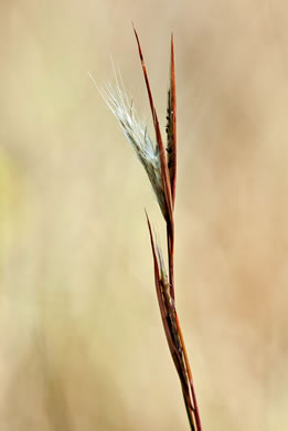 image of Andropogon longiberbis, Longbeard Bluestem