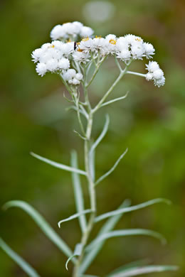 image of Anaphalis margaritacea, Pearly-everlasting