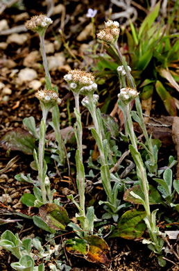 image of Antennaria plantaginifolia, Plantainleaf Pussytoes, Plantain Pussytoes