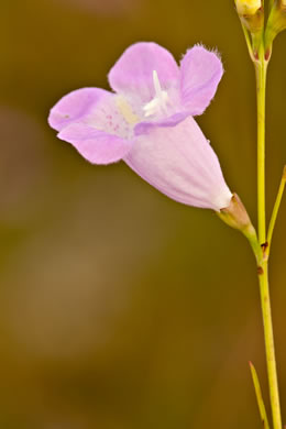 image of Agalinis purpurea, Purple Gerardia, Common Agalinis, Purple False Foxglove