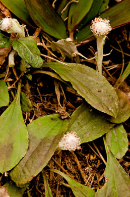 image of Antennaria solitaria, Solitary Pussytoes, Southern Singlehead Pussytoes