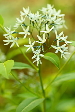 image of Amsonia tabernaemontana, Eastern Bluestar, Blue Dogbane, Wideleaf Bluestar