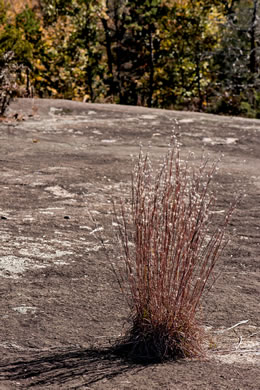 image of Andropogon ternarius, Splitbeard Bluestem, Silvery Bluestem