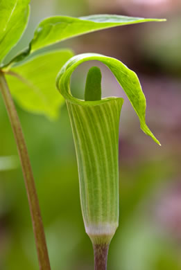 image of Arisaema triphyllum, Common Jack-in-the-Pulpit, Indian Turnip