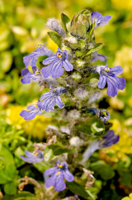 image of Ajuga reptans, Carpet Bugle, Bugle-weed