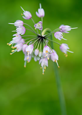 image of Allium cernuum, Nodding Onion, Nodding Wild Onion