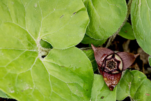 Common Wild Ginger