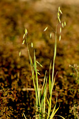 image of Avena sativa, Domestic Oats